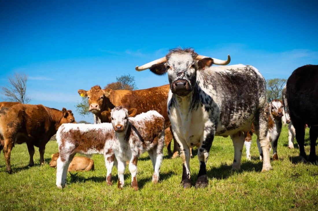 Suckler Cows and Calves: Your responsibilities and public liability