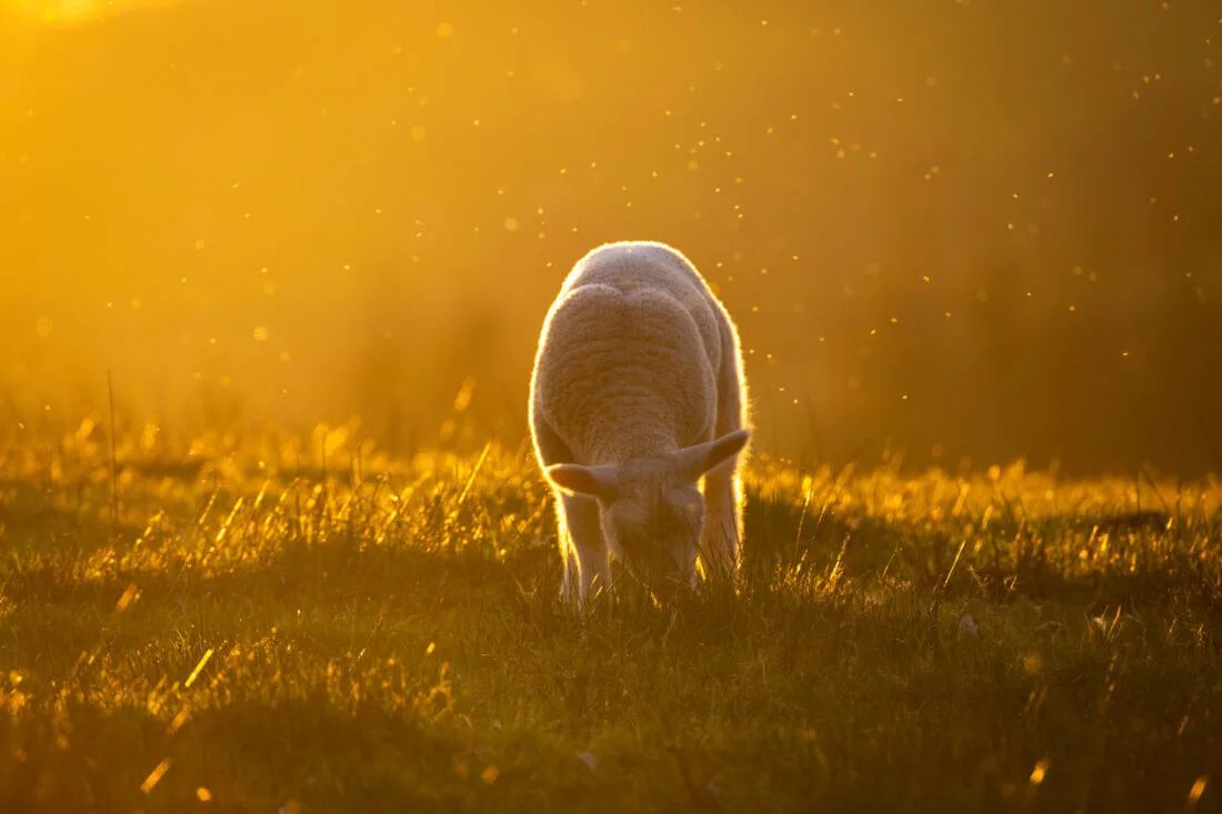 Do your sums insured reflect the recent increase in lamb values?